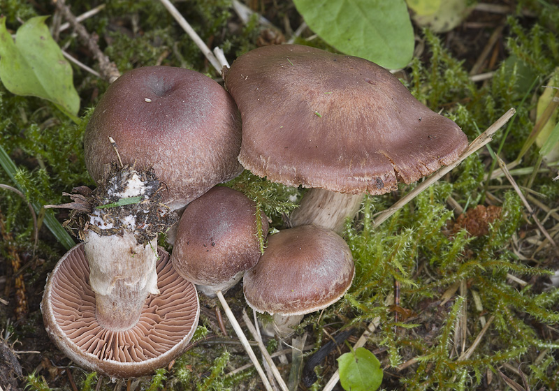 Cortinarius saturninus